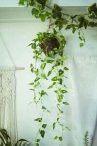 Hanging Ivy