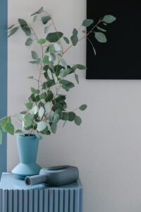 Eucalyptus Stems