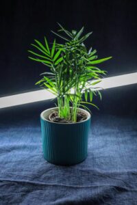Bamboo Palm
