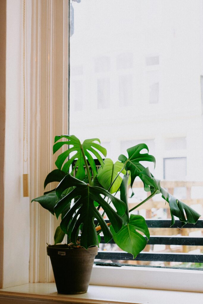 Monstera