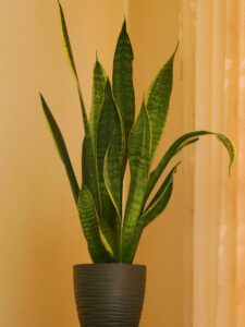 Snake Plant