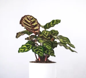 Calathea