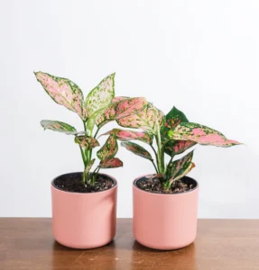 Chinese Evergreen