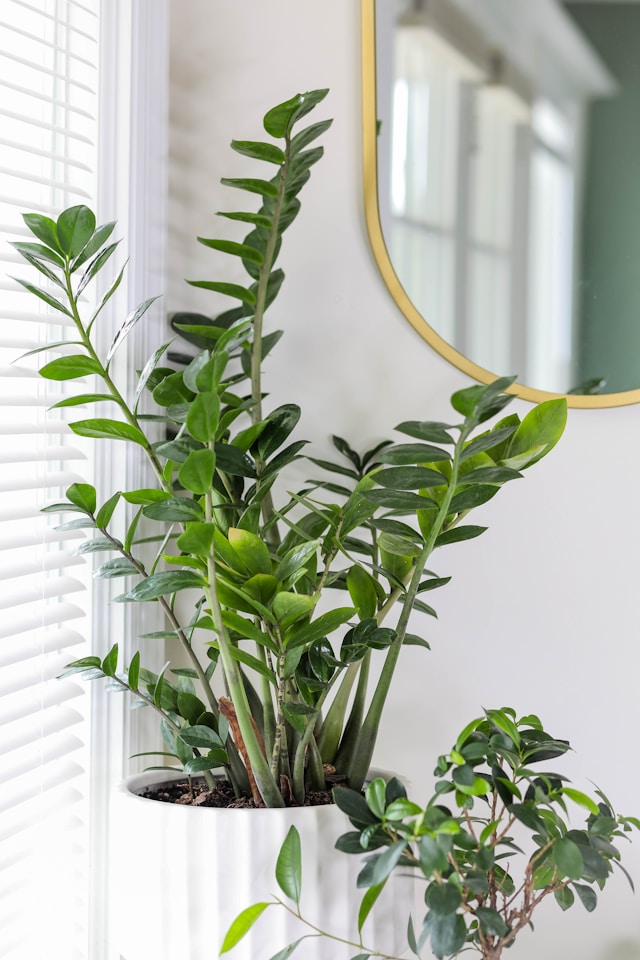 Indoor Plants