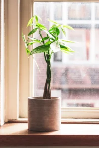 Money Tree Plant