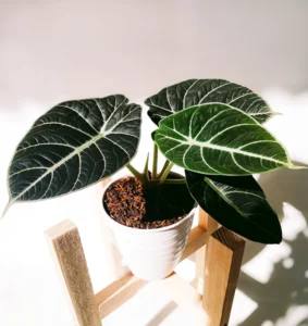 Alocasia