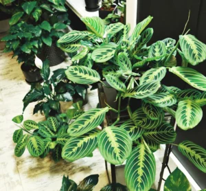 Prayer Plant